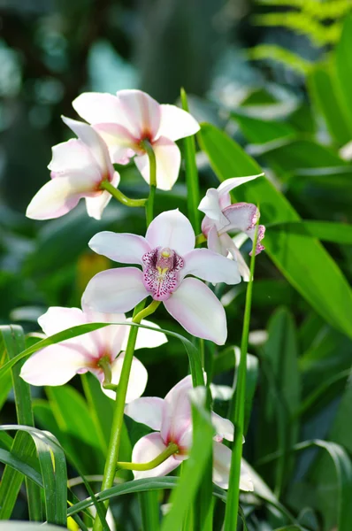 Piękna Biała orchidea w słońcu ponad tło naturalne — Zdjęcie stockowe