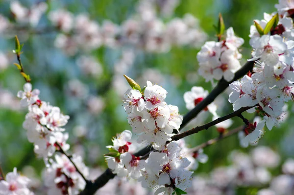Trädgren med aprikos blommor över naturliga bakgrund — Stockfoto