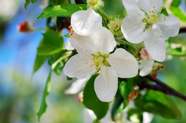 Apple flowers. — Stock Photo, Image