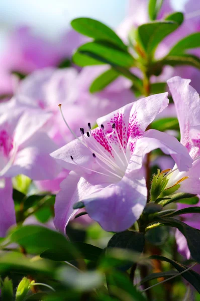 Rózsaszín virág virág azalea részlete. — Stock Fotó
