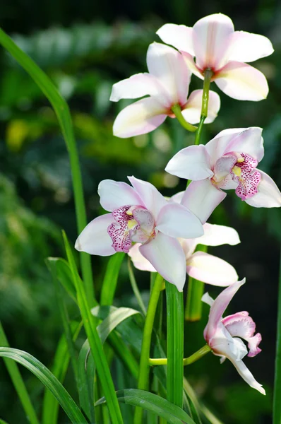 Mooie witte orchidee in zonlicht over natuurlijke achtergrond — Stockfoto