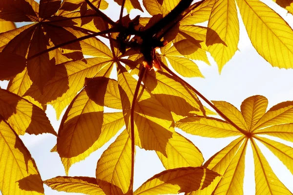 Folhas amarelas no fundo azul céu — Fotografia de Stock