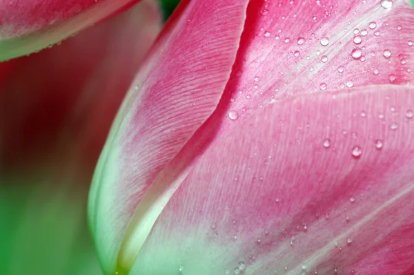 Beaucoup de pétales de tulipes roses . — Photo