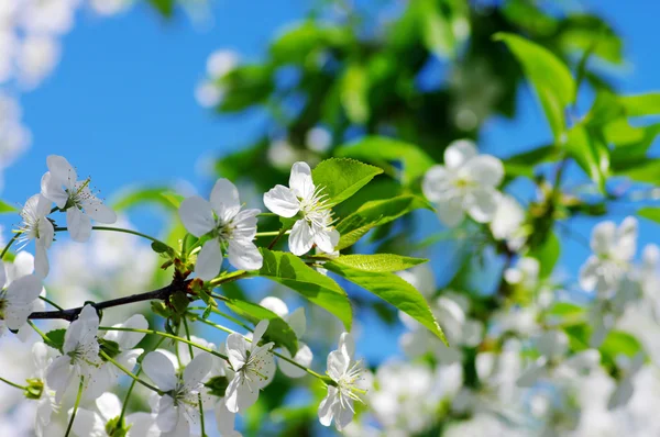 Tree branch with cherry flowers over natural background — Stock Photo, Image