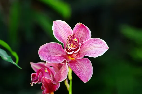Doğal arka plan üzerine güneş ışığı güzel pembe orkide — Stok fotoğraf