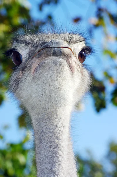 Retrato de uma avestruz com uma expressão humorística — Fotografia de Stock