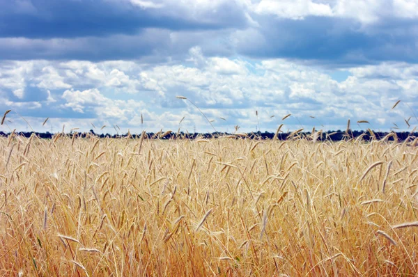 Золота пшениця на рослині — стокове фото