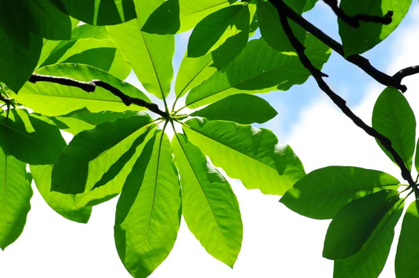 Свежие листья магнолии на фоне голубого неба — стоковое фото