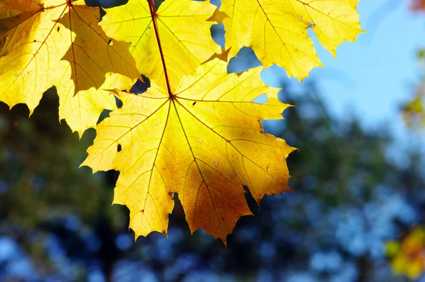 Yellow maple close-up, autumnal ornament — Stock Photo, Image