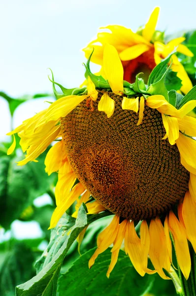 Close-up flower of sunflower. — Stock Photo, Image