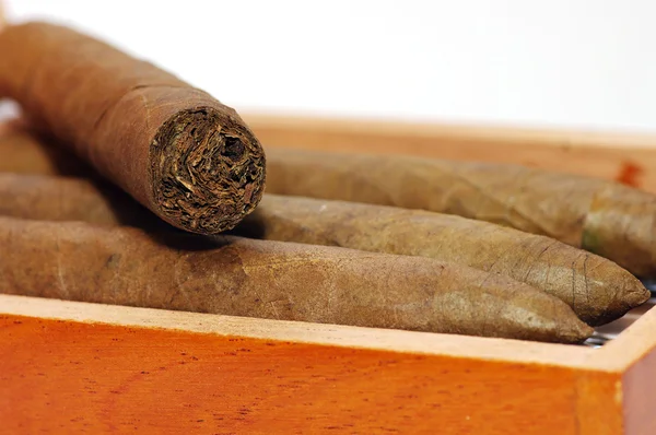 Cigars are in a box. Cigars close up. — Stock Photo, Image