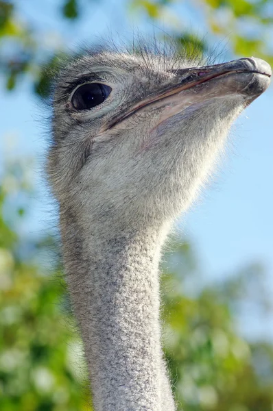 Portrait of an ostrich with a humorous expression — Stock Photo, Image