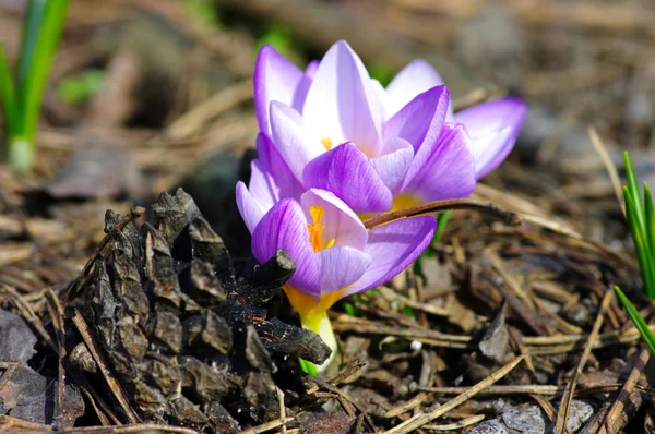 Lindas flores de primavera na madeira — Fotografia de Stock