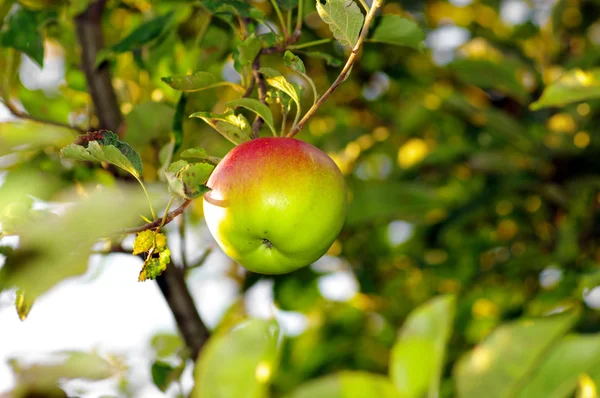 stock image Apple of red on branch. Apple on natural background.