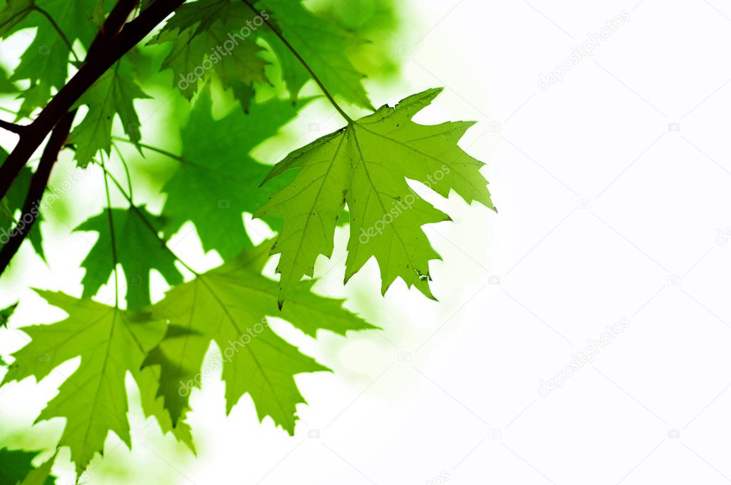 Green leaves, shallow focus