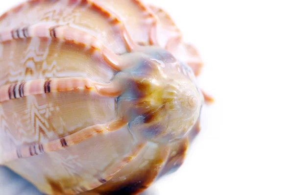 Seashell изолированы на белом фоне — стоковое фото