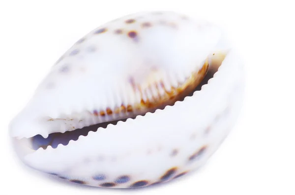 Beyaz arkaplanda deniz kabuğu izole — Stok fotoğraf