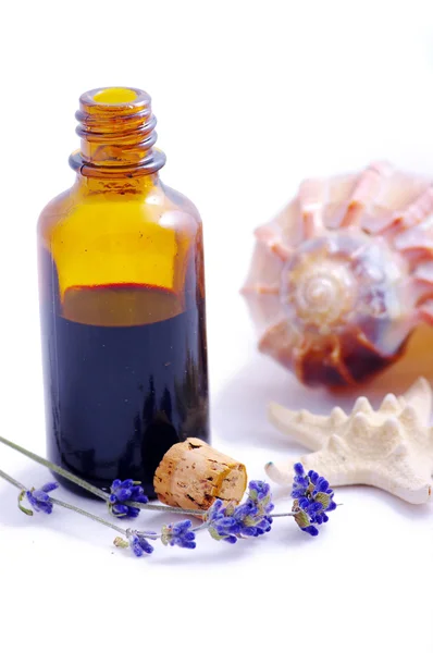 Herbal medicine with herbs and marine animals — Stock Photo, Image