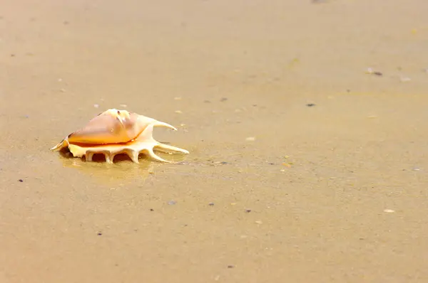 Strandkonzept. Muschel mit Ozean auf dem Hintergrund. — Stockfoto