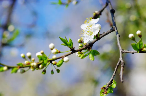 Rama de árboles con flores de cerezo sobre fondo natural —  Fotos de Stock