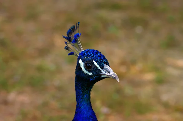 Blue peacock head over natural background — Stock Photo, Image