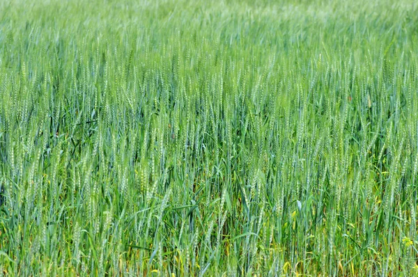 Зелене поле пшениці — стокове фото
