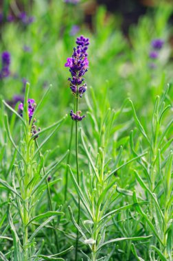 Macro of lavender plant. herbal landscape of aromatic plant. clipart