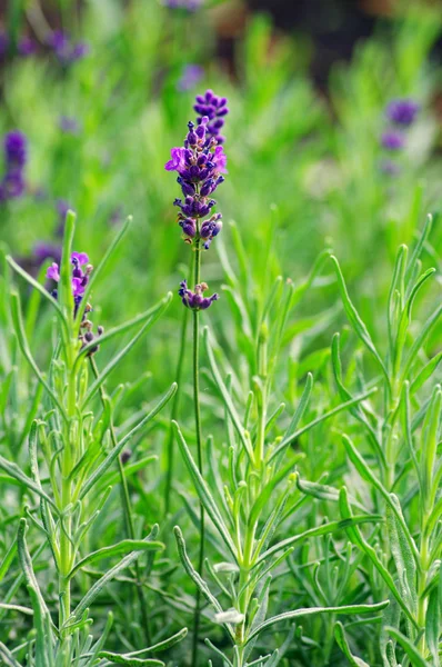 Makro av lavendel växt. växtbaserade landskap av aromatisk växt. — Stockfoto