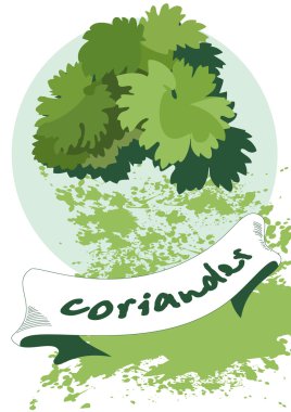 Coriander clipart