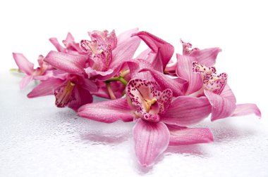 Orchid clipart