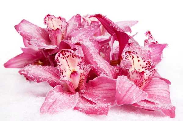 Orchid on snow — Stock Photo, Image