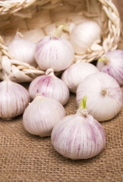 stock image Garlic