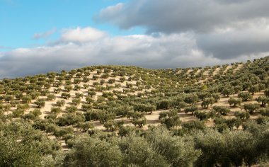 Olive plantation clipart