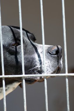 Caged Dog