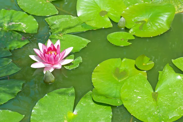 stock image Lily