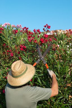 Gardener pruning clipart