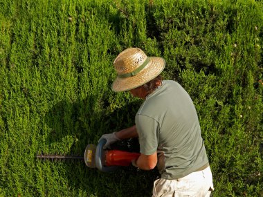 Pruning a hedge clipart