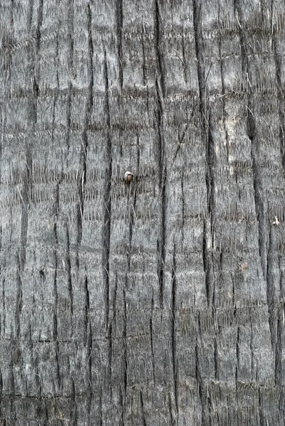 Palmera textura del tronco — Foto de Stock