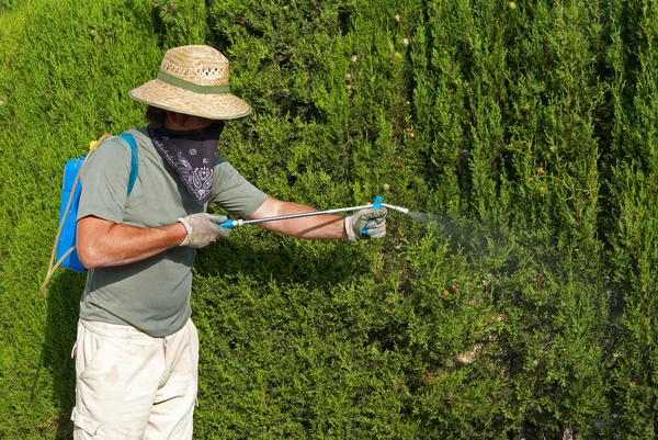 Gardener spraying pesticide — Stock Photo, Image