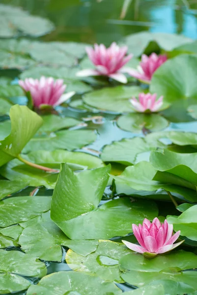 stock image Pond