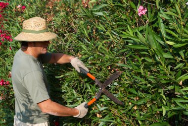 Gardener Pruning clipart