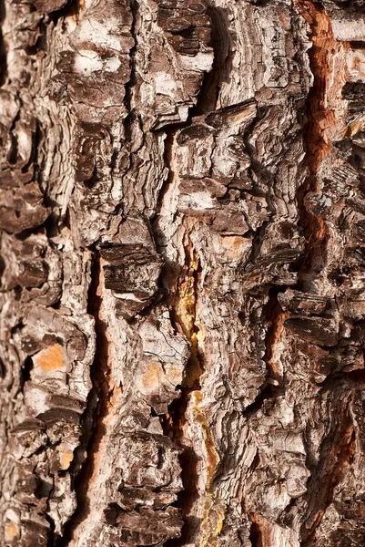 소나무 나무 질감 — 스톡 사진