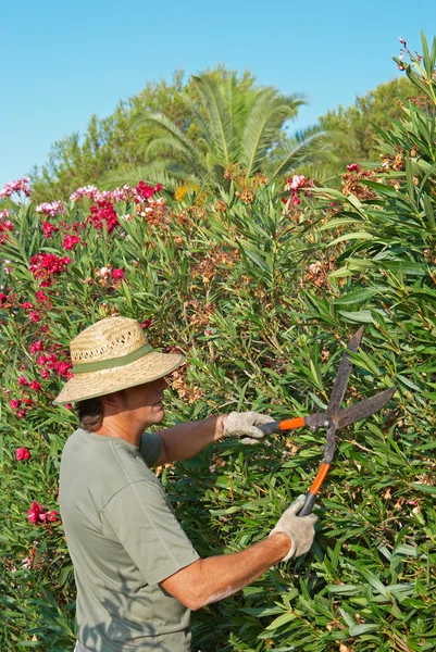 Pruning a hedge — Stock Photo, Image