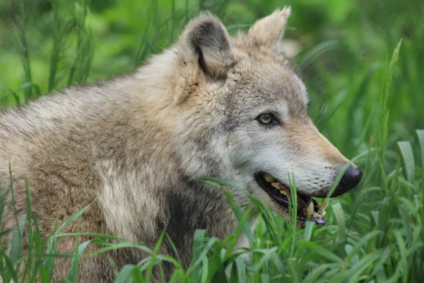 Loup gris Photo De Stock