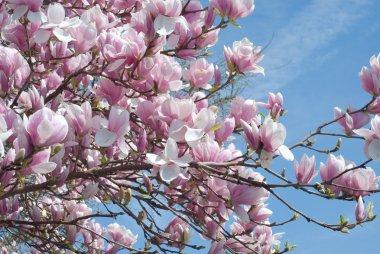 Magnolia Tree clipart