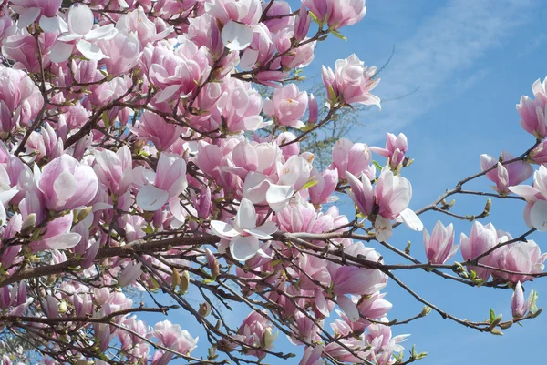 Árbol de Magnolia — Foto de Stock