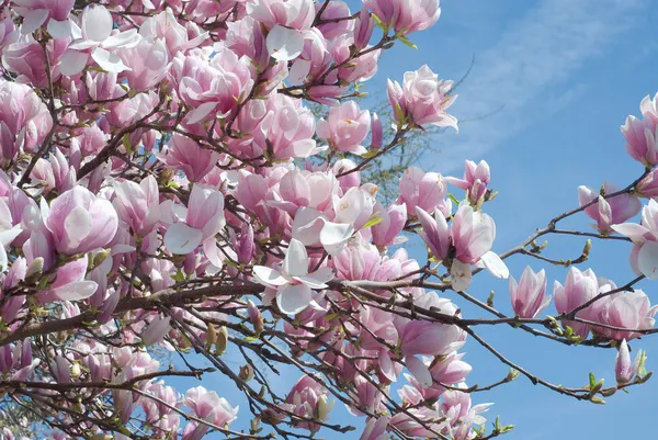 Magnolie strom Royalty Free Stock Fotografie