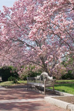 Peaceful Scene with Bench clipart