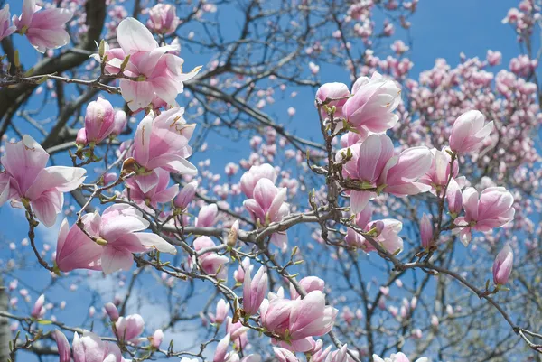Albero di Magnolia — Foto Stock