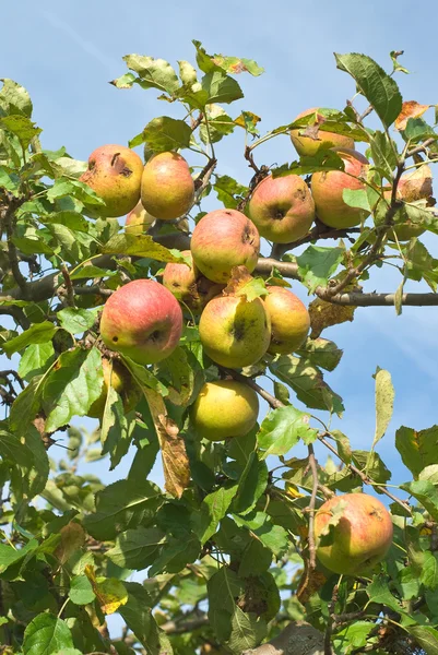 有水果的苹果树， — 图库照片